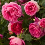 Cyclamen Pierre de Ronsard / Цикламен П’єр де Ронсар